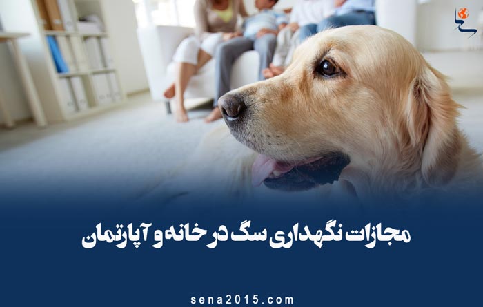 مجازات نگهداری سگ در خانه و آپارتمان از دیدگاه اسلام و قانون مجازات